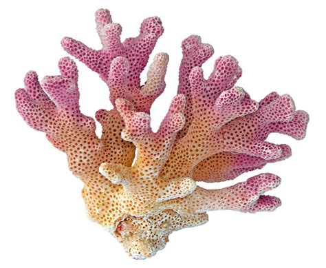 Coral in English .
